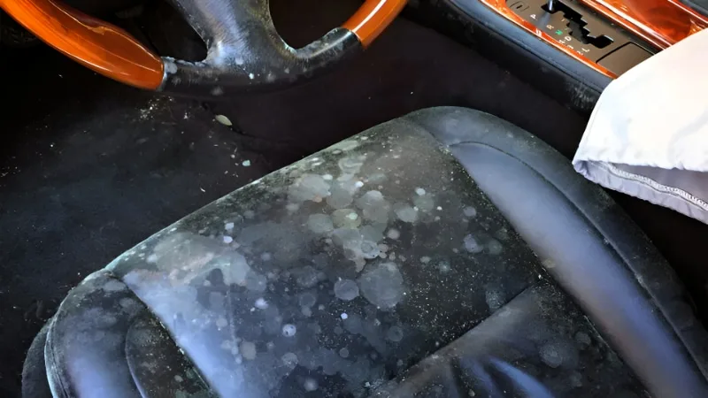 image silla del coche con humedad y moho &bull; Leathertech World